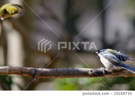A fight between Meiro and Titsu 20289734