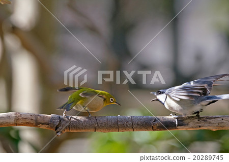 A fight between Meiro and Titsu 20289745