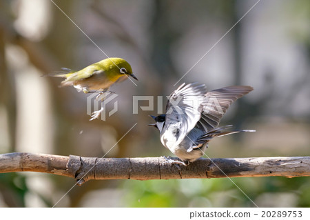 Meiro和Titsu之間的鬥爭 20289753