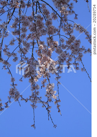 藍天和淡粉色分支的櫻花 20289754