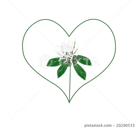 White Ixora Flowers in A Heart Shape White Ixora Flowers in A Heart Shape 20290533