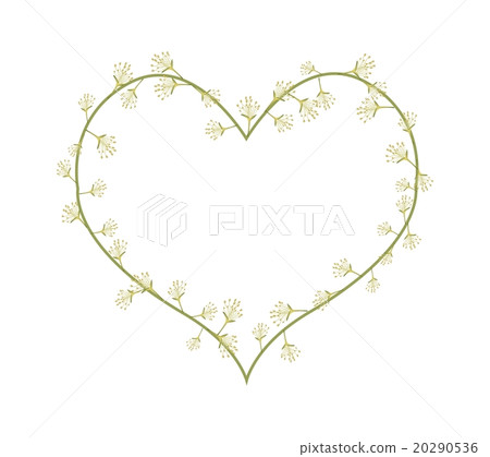 Combretum Latifolium Flowers in A Heart Shape Combretum Latifolium Flowers in A Heart Shape 20290536