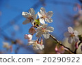 鎌倉的櫻花 20290922