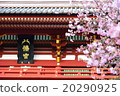 鎌倉鶴岡八幡宮春天 20290925