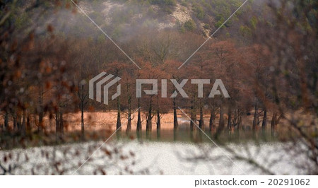 Lake Sukko and cypress trees Lake Sukko and cypress trees 20291062