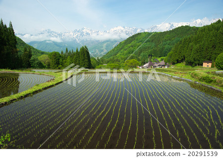 Northern Alps of Spring Rice Terraces and Remaining Snow 20291539