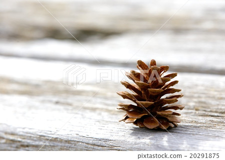 Pinecone 20291875
