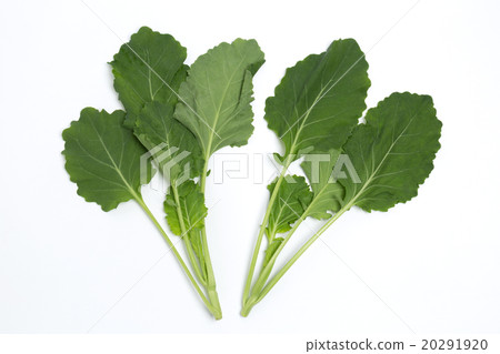Kale Kale 20291920