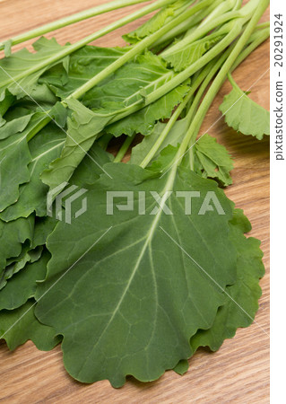 羽衣甘藍 羽衣甘藍 20291924