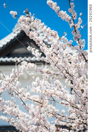 Kanazawa castle and cherry blossoms Kanazawa castle and cherry blossoms 20291968