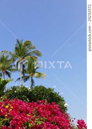 九重葛和棕櫚樹在度假區夏威夷 20292072