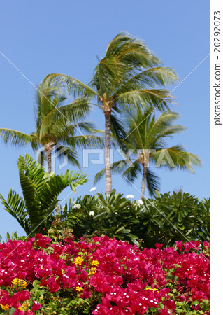 九重葛和棕櫚樹在度假區夏威夷 20292073