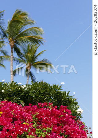 九重葛和棕櫚樹在度假區夏威夷 20292074