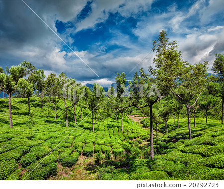 Tea plantations in mountains 20292723