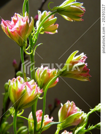 Lacpa flowers 20293127