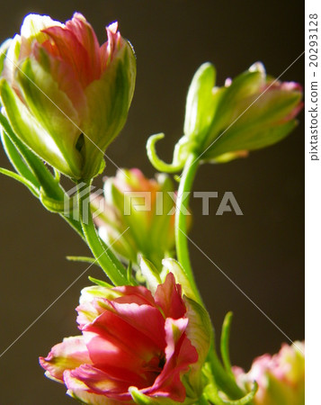 Luxpa's pretty flower 20293128