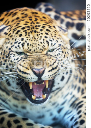 美麗的豹子 20293320