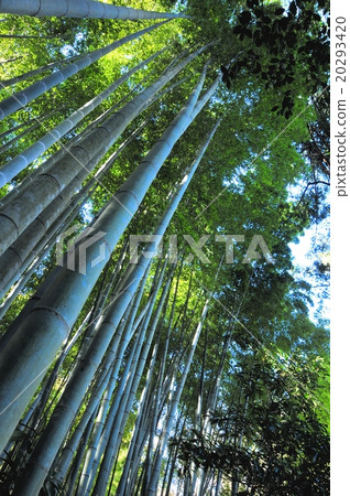 鎌倉的竹林 20293420