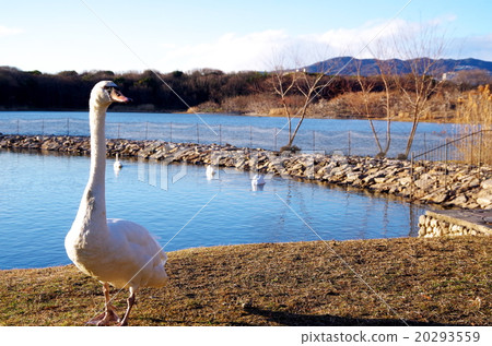 Swan in the park 20293559