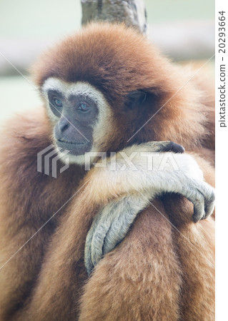 White gibbon White gibbon 20293664
