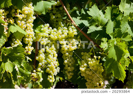 white grape in Jarnac, Poitou-Charentes, France 20293864