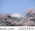 富士和櫻花春天在日本 富士和櫻花春天在日本 20293876