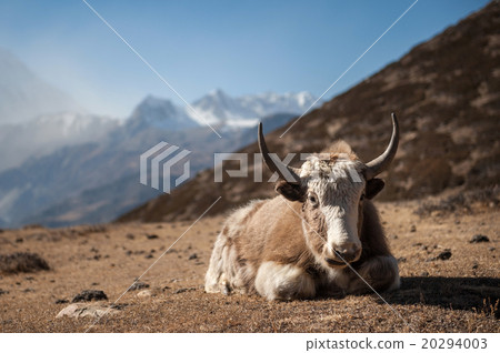 Yak in Annapurna region, Nepal 20294003