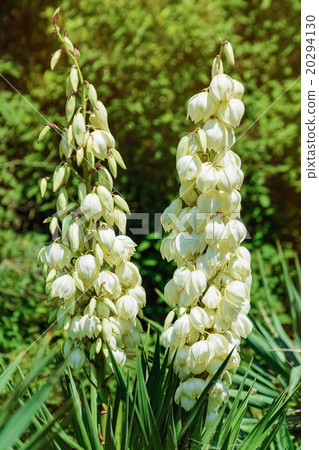 Yucca Yucca 20294130