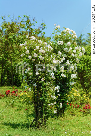 Rosebush 20294132