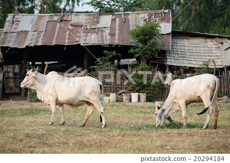 cow in thai village. 20294184