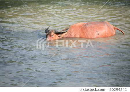white water buffalo in river. white water buffalo in river. 20294241