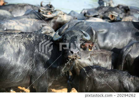 group of water buffalo. group of water buffalo. 20294262