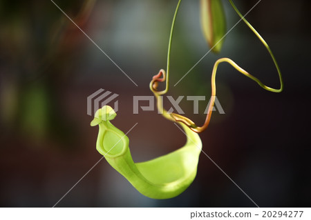 tropical pitcher plant. 20294277