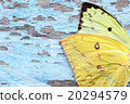 colorful butterfly wing on grunge panel 20294579