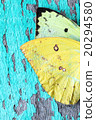 colorful butterfly wing on grunge panel 20294580
