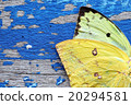 colorful butterfly wing on grunge panel 20294581
