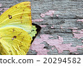 colorful butterfly wing on grunge panel 20294582