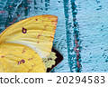 colorful butterfly wing on grunge panel 20294583