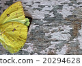 colorful butterfly wing on grunge panel 20294628