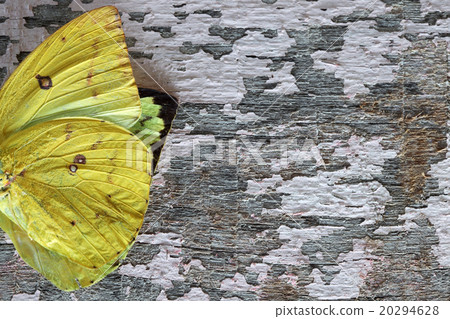 colorful butterfly wing on grunge panel colorful butterfly wing on grunge panel 20294628