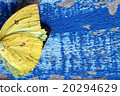 colorful butterfly wing on grunge panel 20294629