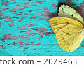 colorful butterfly wing on grunge panel 20294631