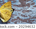 colorful butterfly wing on grunge panel 20294632