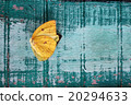 colorful butterfly wing on grunge panel 20294633
