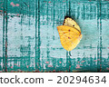 colorful butterfly wing on grunge panel 20294634