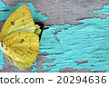 colorful butterfly wing on grunge panel 20294636
