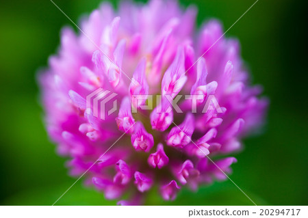 Close up of the pink clover flower 20294717
