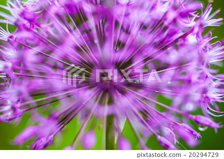 Blooming ornamental onion (Allium) 20294729