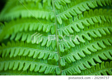 Closeup of green fern stem and leaves Closeup of green fern stem and leaves 20294737