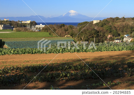 Winter sunny field and Mt. Fuji Winter sunny field and Mt. Fuji 20294885